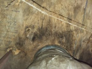 AuntieGen Mold Remediation Radon Testing Crime Scene Cleanup crawlspace encapsulation